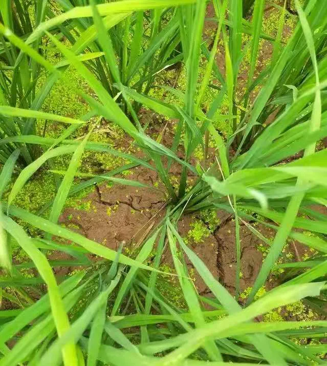 水稻為啥要排水曬田？水稻生長(zhǎng)到一定階段有必要排水曬田嗎？