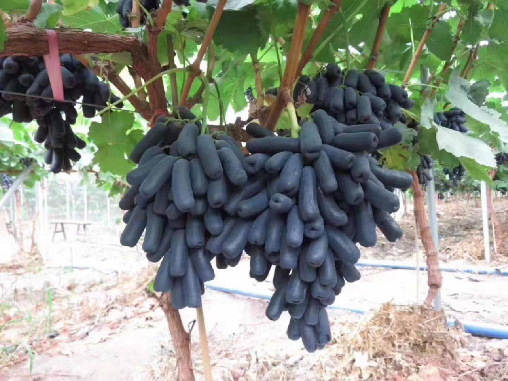 種植藍(lán)寶石葡萄，怎么使其高產(chǎn)呢？速看司普沃這篇文章