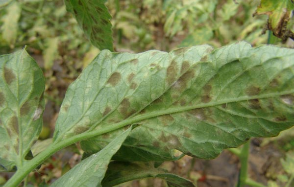 番茄煤霉病嚴(yán)重化怎么辦？司普沃來幫忙