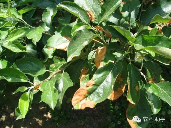 蘋果圓斑根腐病怎么辦？司普沃教您一招有效預(yù)防