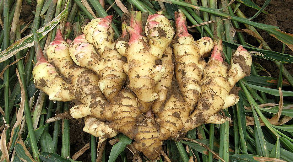 大姜想獲得高產(chǎn)，但死棵嚴(yán)重怎么辦？司普沃來幫您
