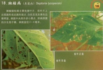 辣椒斑枯病的危害癥狀、傳播途徑、發(fā)病原因及防治措施