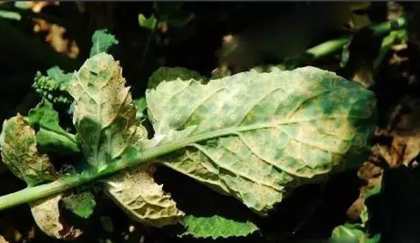油菜白粉病嚴(yán)重化？如何防治？別急，司普沃給出了見解