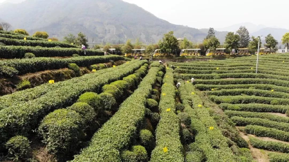無(wú)公害茶葉種植管理技術(shù)，做好修剪和病蟲害防治工作