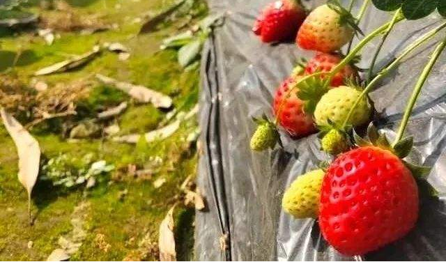 草莓一茬果采摘之后，為什么要施肥？施肥的好處是什么？